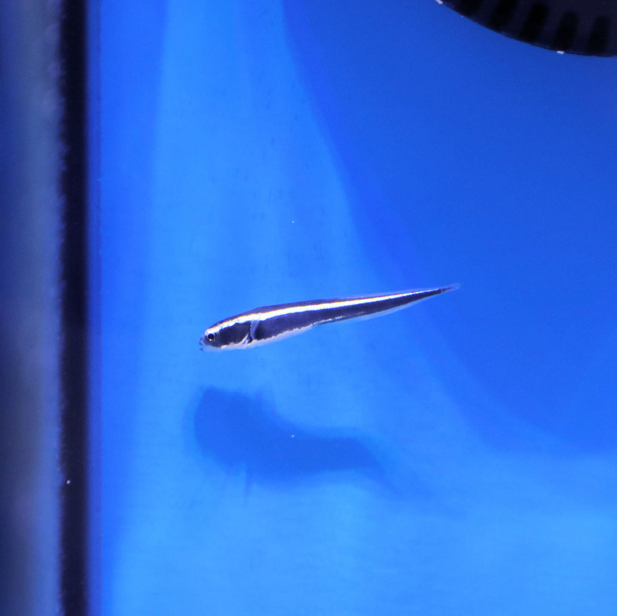 Engineer Goby