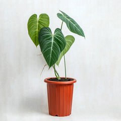 Philodendron Glorious (Gloriosum x Melanochrysum)