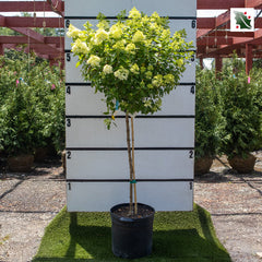 Little Lime Hydrangea Tree